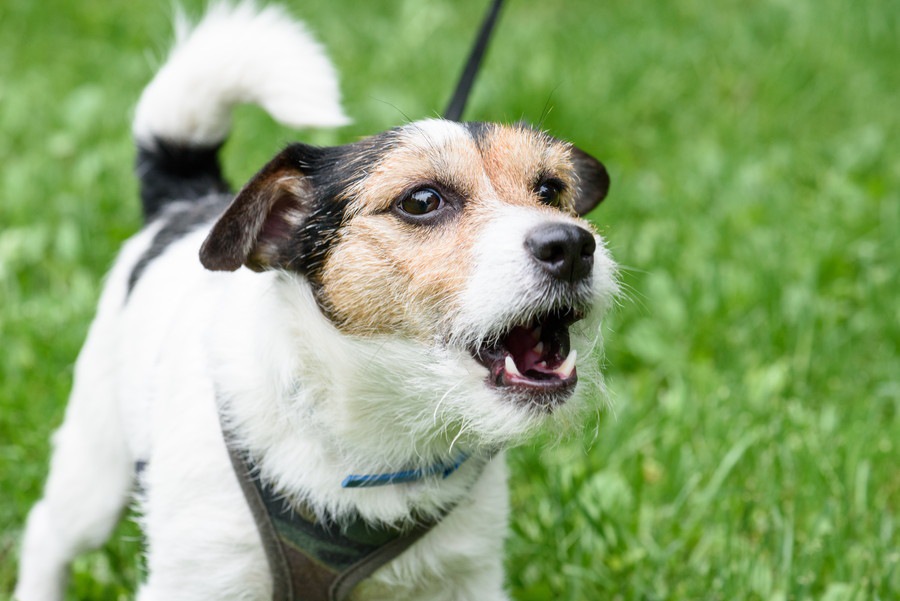 犬になぜか吠えられる人にはこんな原因があった！