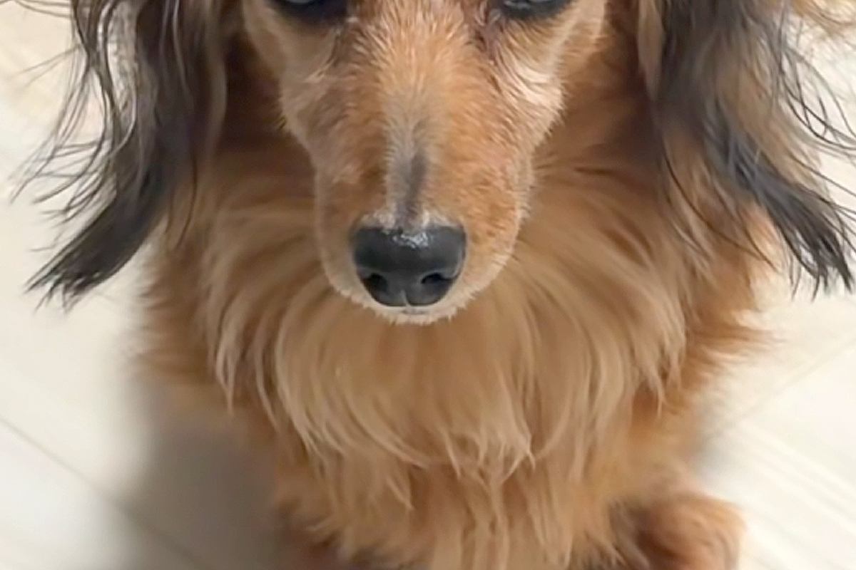 『どんな寝方したのｗｗ』寝起きのおばあちゃん犬→髪型を見てみると…とんでもない『寝ぐせ』になった光景が8万再生「パヤパヤｗ」「愛おしい」