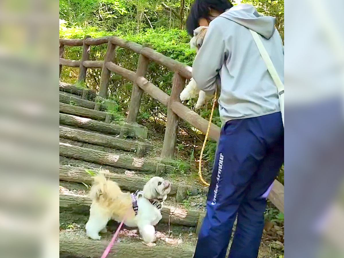 犬を抱っこしていたら、元繁殖犬が…『お友達を心配する光景』が優しすぎると7万再生「なんて良いお話」「泣いた…」「人も見習うべき」と感動