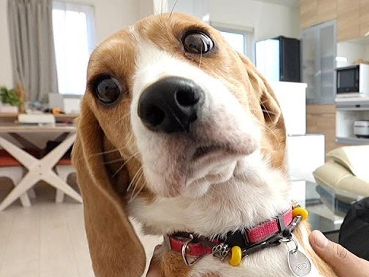 出張で海外へ→3週間ぶりの帰宅で『犬が大喜びしてくれる』と思ったら…なんだか切ない『まさかの展開』に「負けてて草」「悲しい現実ｗ」と爆笑