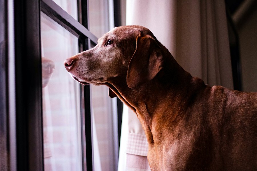 犬が飼い主の横を通り過ぎる時の心理３選