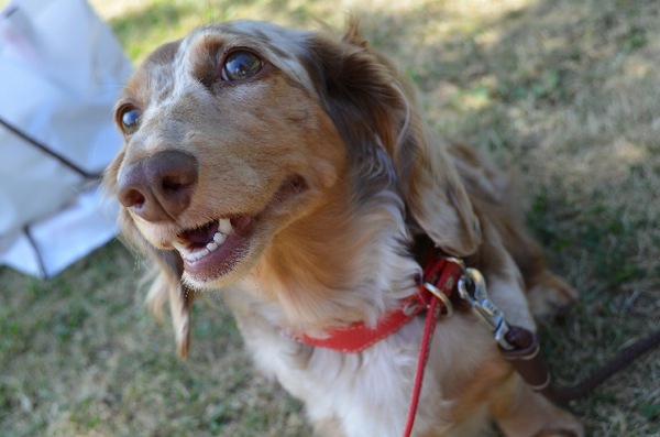 犬の首輪の手作り方法！