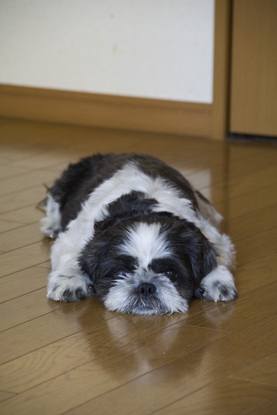 犬もうつ病になる！？原因と症状について