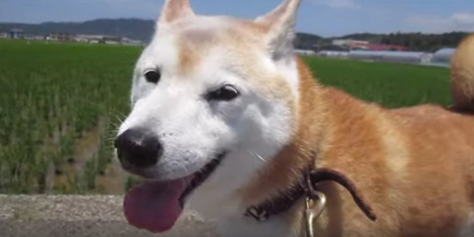 田園と青空と柴犬くん。心洗われる癒やし動画♡