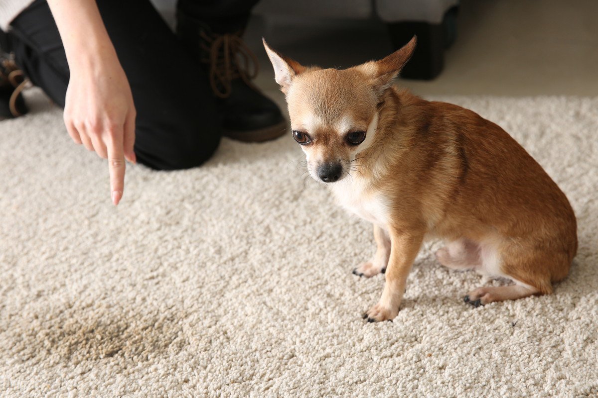 犬が『嫌な気持ち』になっている時のサイン3選 