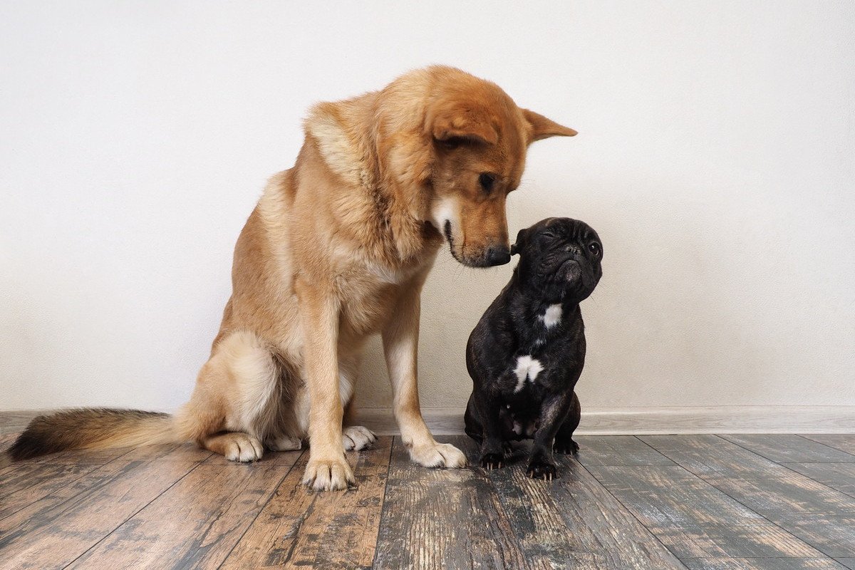 『多頭飼いに向かない犬』の特徴4選　2匹目の犬を飼いたい人は要チェック