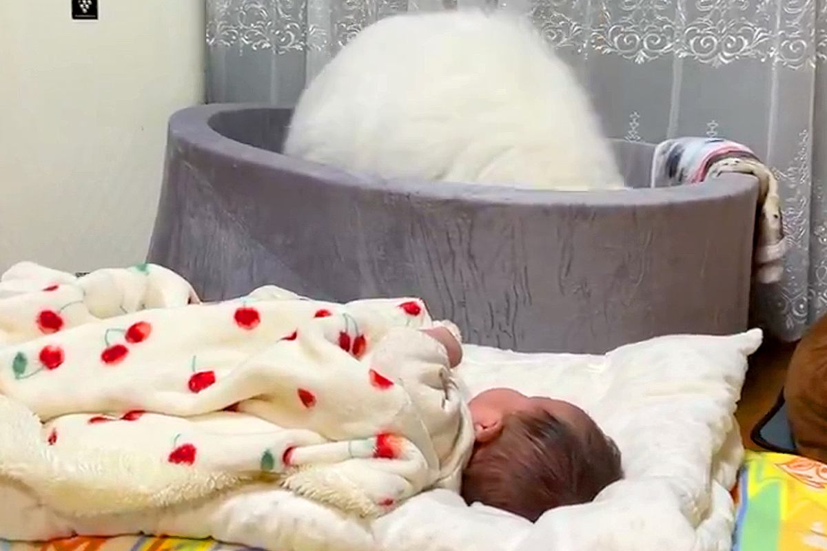 赤ちゃんを全力で寝かしつけようとするサモエド犬→まさかの『斬新な方法』が80万表示「頑張ってて尊い」「頑張れお姉ちゃん！」エールの声も