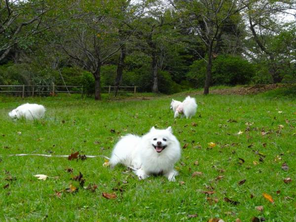 散歩したりピクニックしたり…清水公園で愛犬と過ごすスローな1日