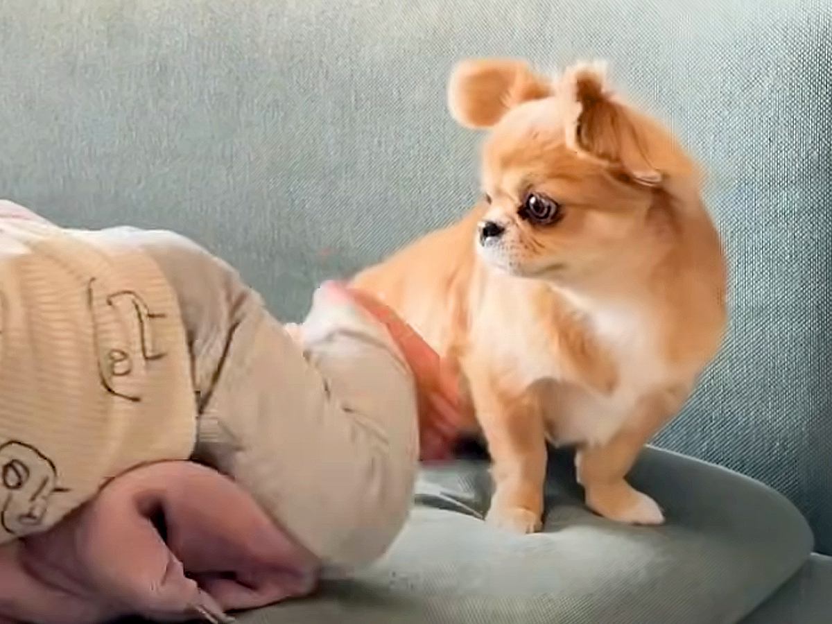 家の中を動き回れるようになった赤ちゃん→そばで見ていた犬が…愛情にあふれた『尊い行動』に「素敵なお姉さん」「守ってるんだね」と感動の声
