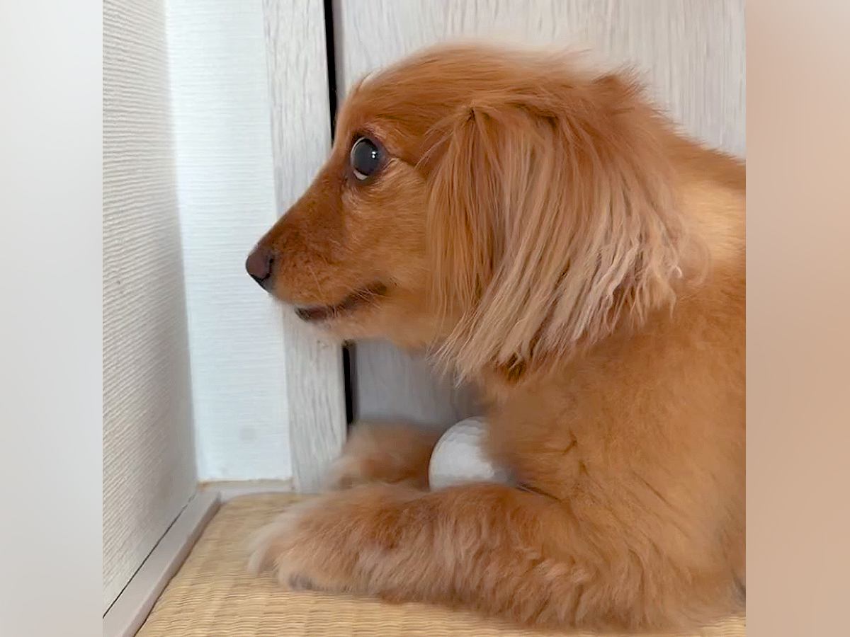 『絶対にボールは渡さない』と怒っている犬→頭に手を乗せてみたら…予想外すぎる『まさかの反応』に反響「逆やる気スイッチ」「どうして？ｗ」