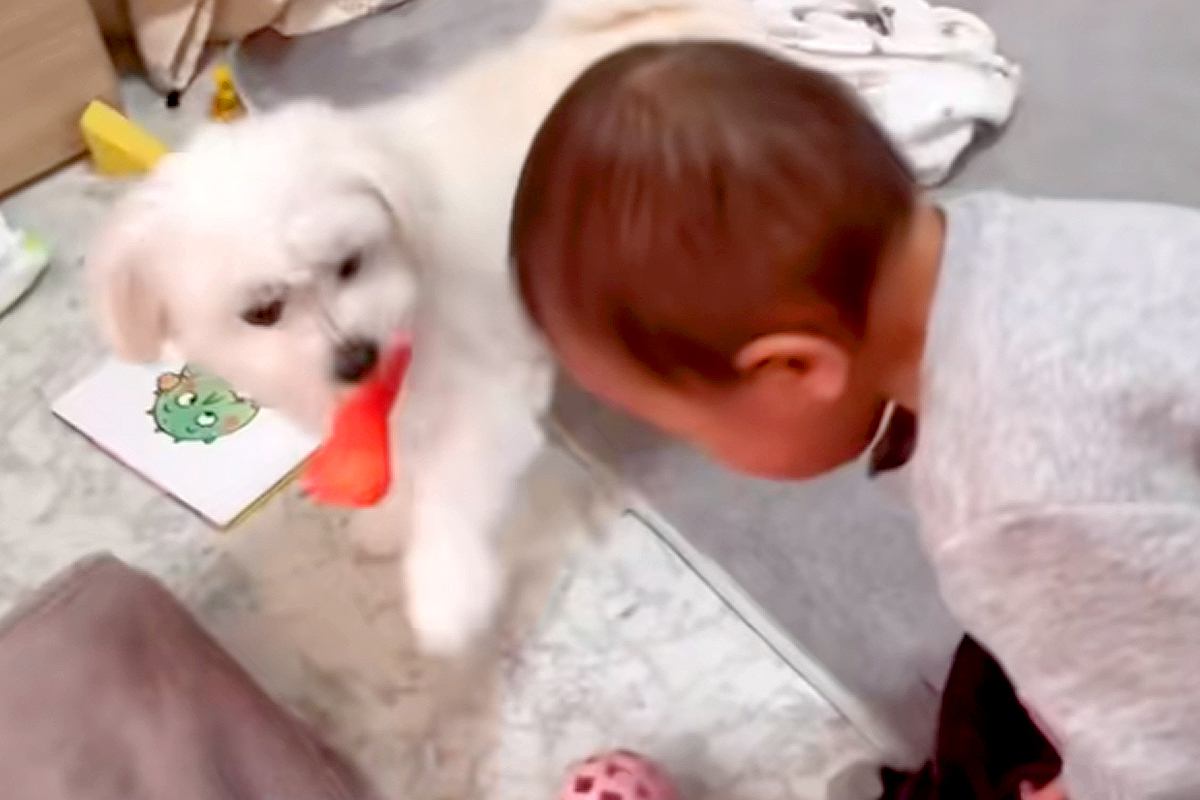 赤ちゃんが犬におもちゃを奪われ『ウソ泣き』をした結果…まるで『本当のお姉ちゃんのような光景』が52万再生「空気読んでるｗ」「優しい」