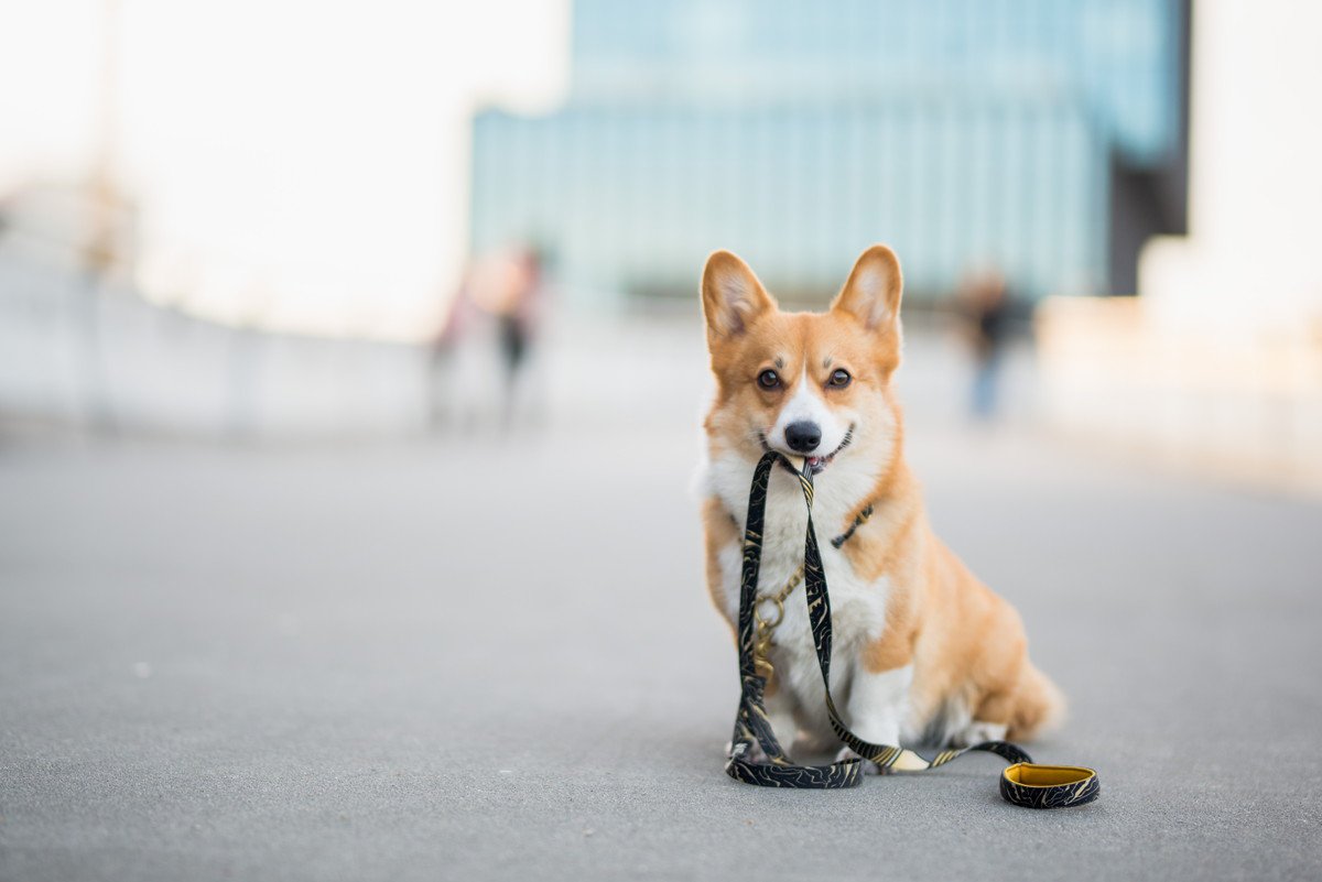 犬の『リード』正しく使えてる？愛犬を散歩させるときに注意すべきことや適切な持ち方まで