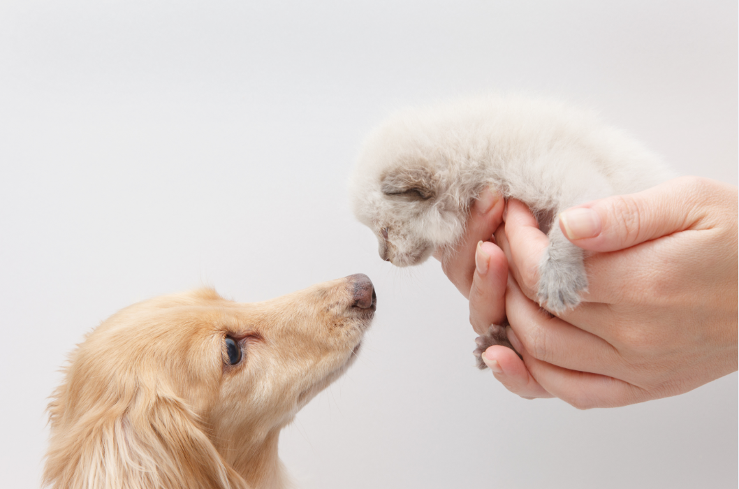 【癖や習性はうつる！】多頭飼いにおいて先住犬をしつけておく必要性