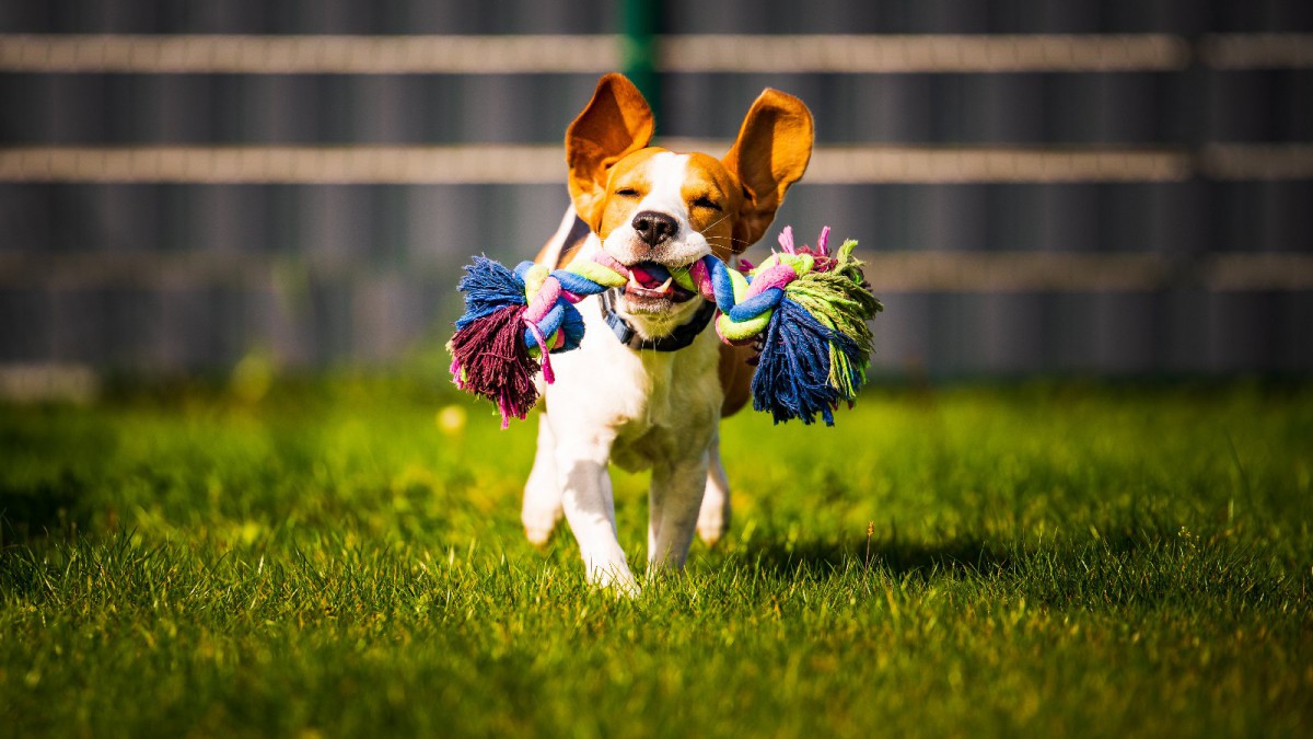 愛犬のための買い物は自分への場合よりも幸福感を高めるという研究結果