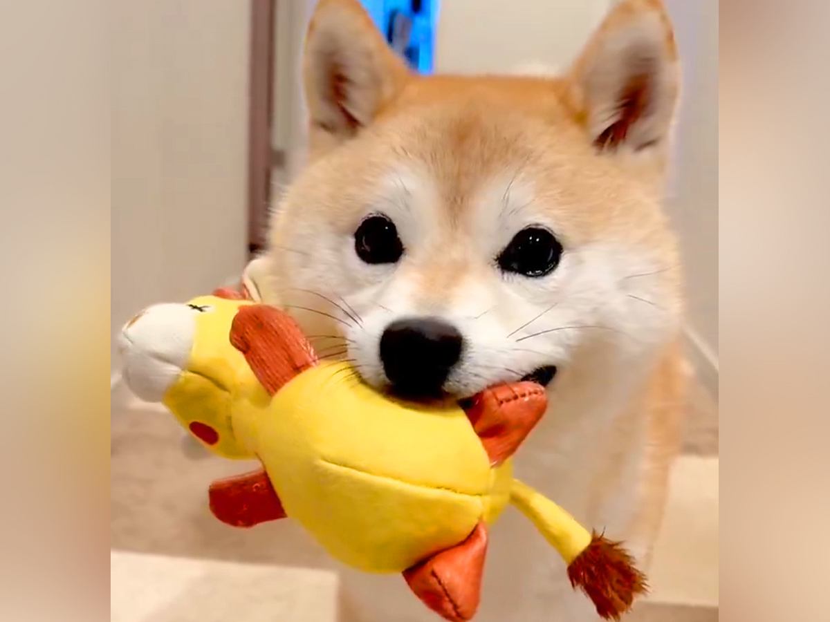 ぬいぐるみを買ったら、犬がわざわざ運んできて…『あたらしいお友達だよ！』とんでもなく尊いご紹介に2万いいね集まる「自慢げで最高」「天使」