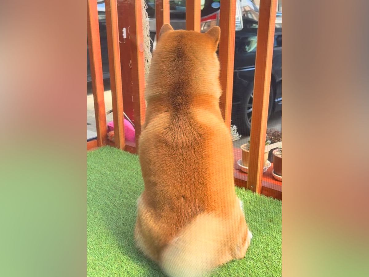大好きなお兄ちゃんが帰省→ソワソワして待っていた犬が…再会時に見せた『喜びを爆発させる姿』が24万再生「しっぽ可愛すぎる」「尊い」と絶賛