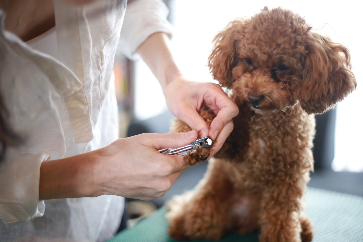 犬の爪切りで意識すべきポイントとは？自宅で行う際の5つのコツや注意点を徹底解説