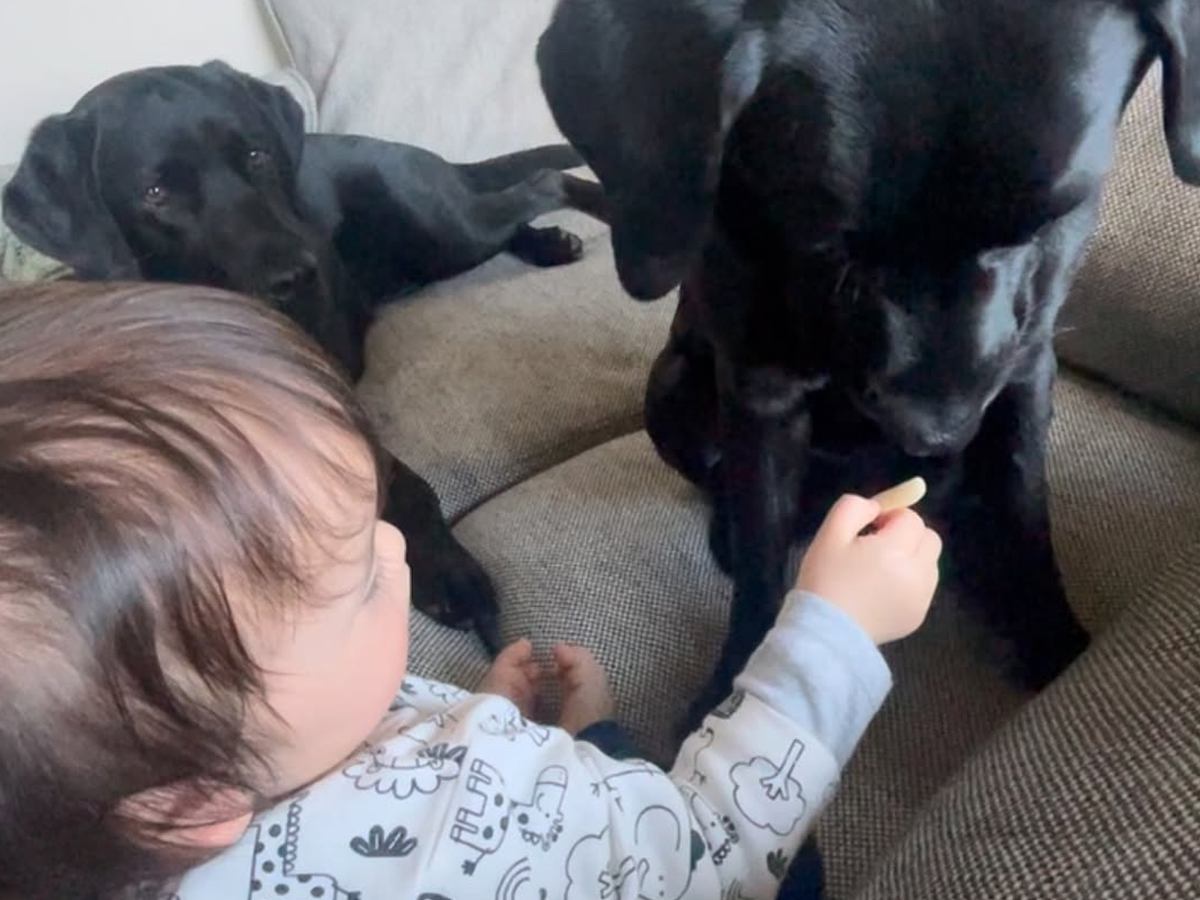 赤ちゃんが大型犬におやつを食べさせようとしたら、手を噛まないように…あまりにも優しい行動が10万再生「尊すぎて泣ける」「全員推せる」