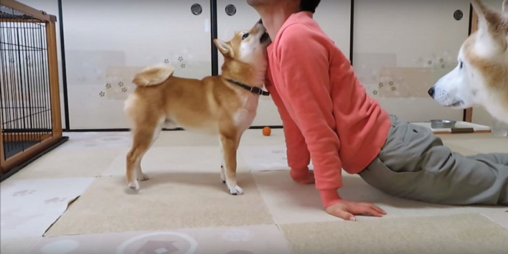 スパルタトレーナー？ストレッチをサポートする柴犬ちゃん