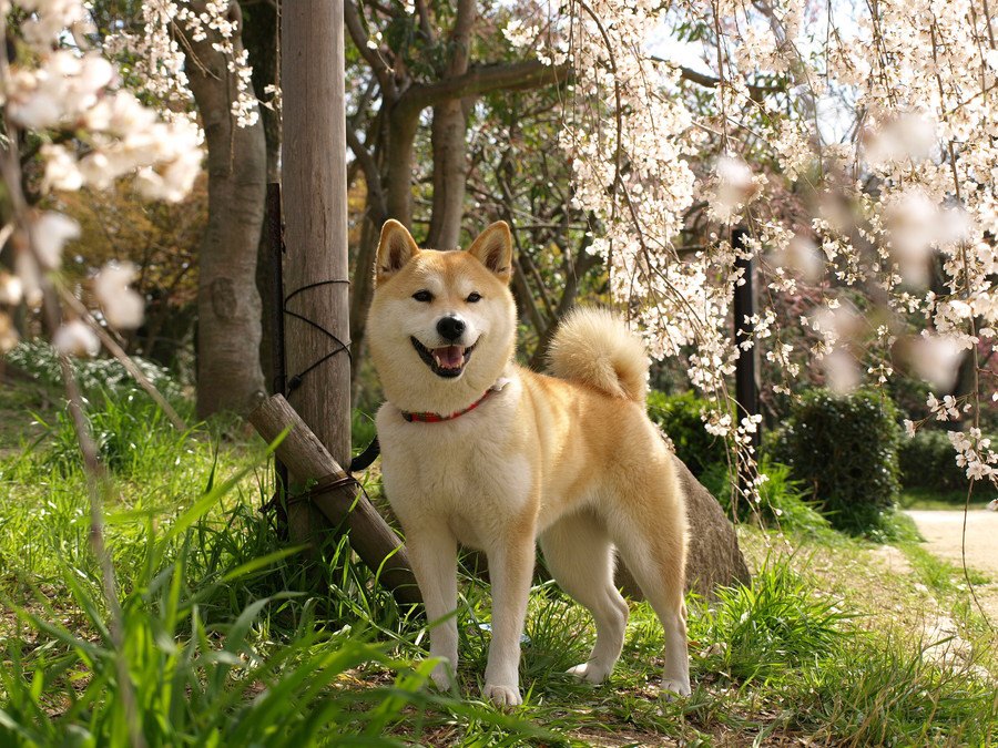 愛犬との思い出の作り方５つ