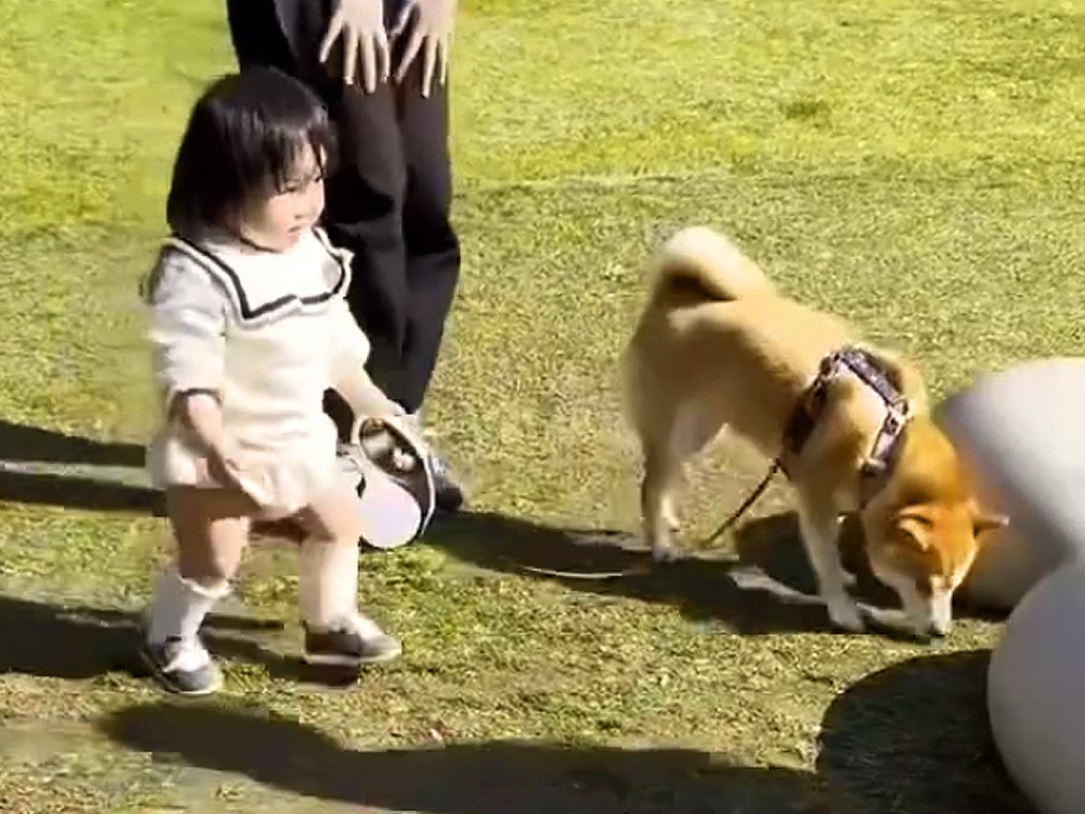 １歳の女の子が『初めて犬のリードを持った』結果→歩く速さが…あまりにも尊い『素敵な光景』が25万再生「絆感じる」「泣き真似かわいいｗ」
