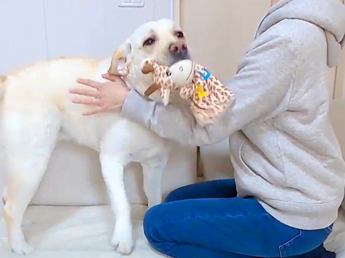 実家の犬と遊んで帰り、愛犬と１日ぶりに再会したら…浮気に気づいた瞬間の『まさかの態度の豹変』に反響「嫉妬で逃亡ｗｗ」「オチまで完璧」