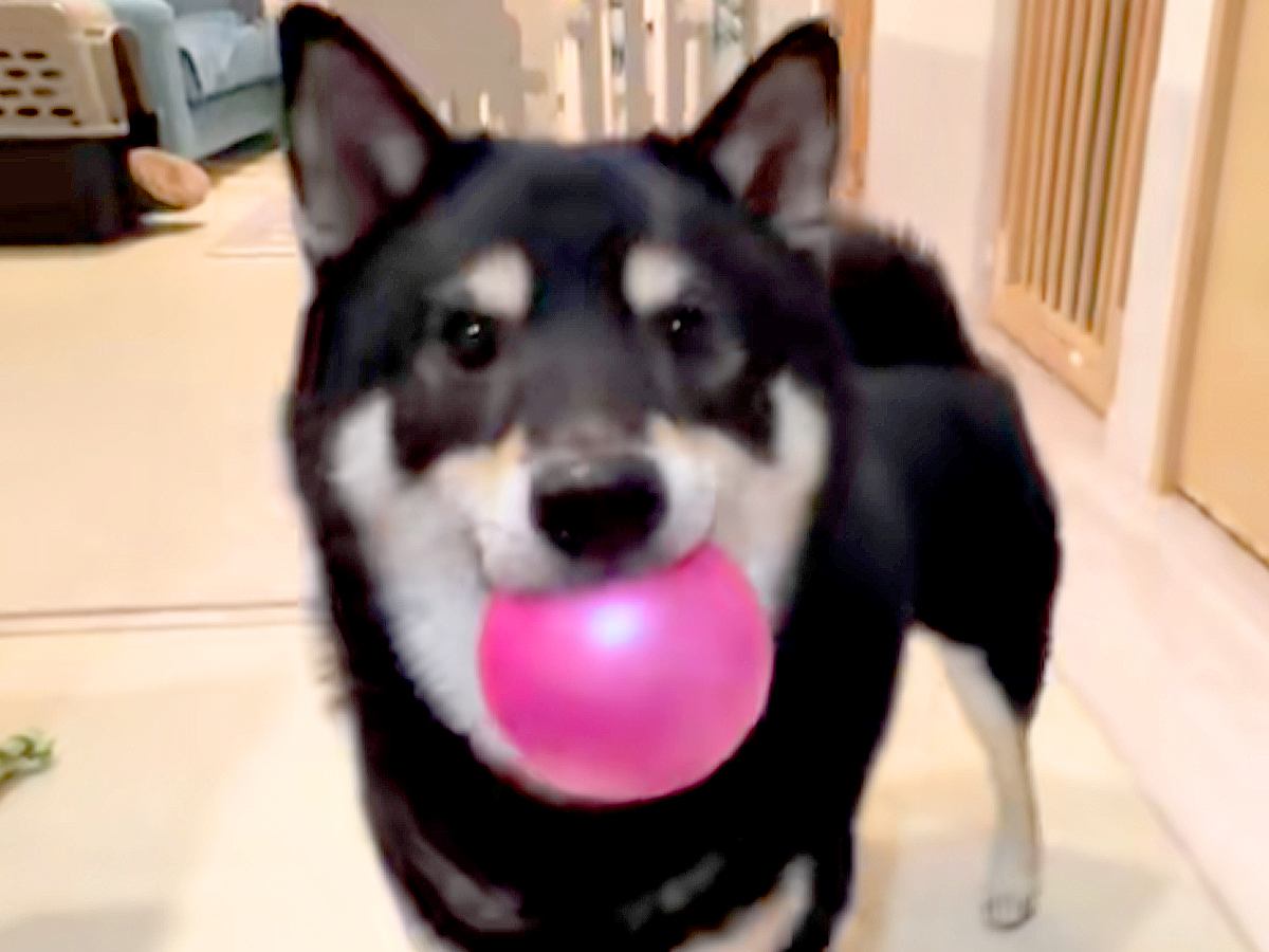 『どうやってんのｗｗ』ボールをキャッチした犬→次の瞬間…まさかの『野球選手並みの送球』が46万再生「なんで飛ぶのｗ」「ペッてかわいいｗ」