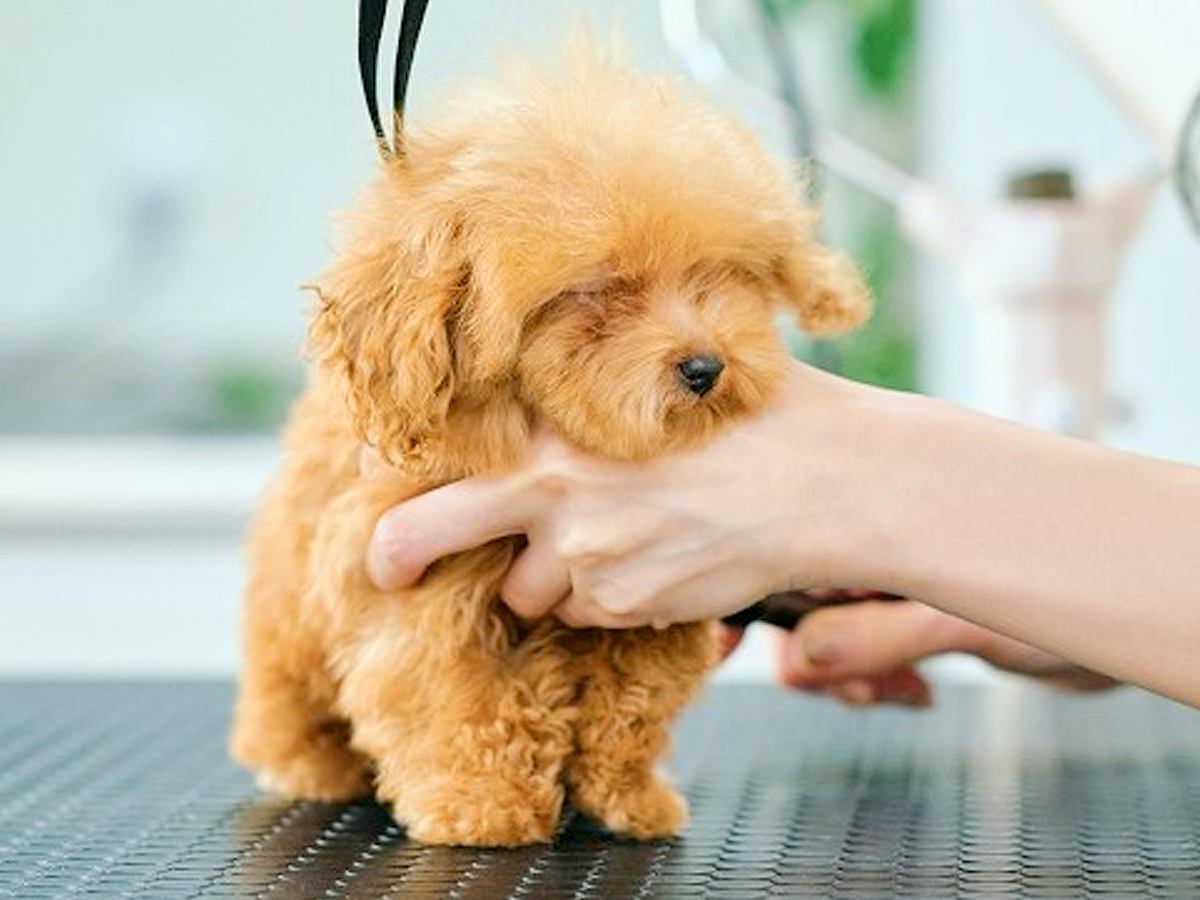 生まれて114日しか経っていない『極小子犬』→初めてのトリミングで…破壊力が高すぎる『尊い姿』が3万再生「可愛い」「癒された」と悶絶の声