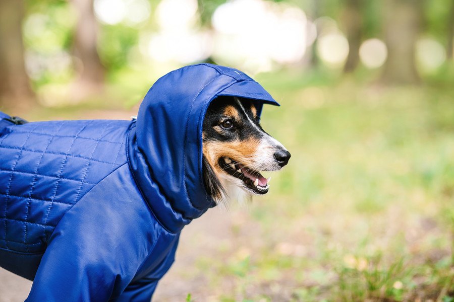 雨の日の犬の散歩がグッと楽になる工夫４つ