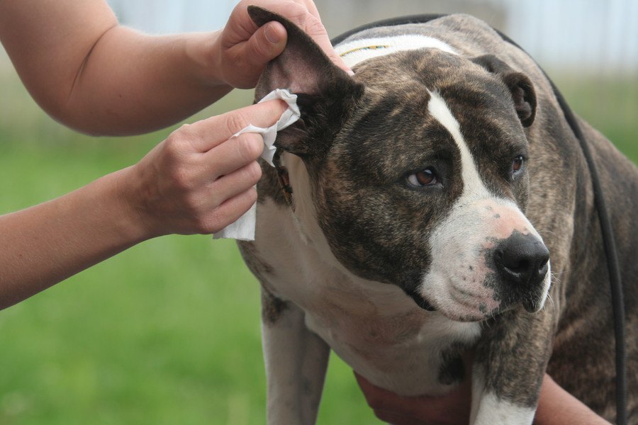 犬の耳掃除の正しいやり方！頻度や洗浄方法、嫌がるときの対処法からケアまで