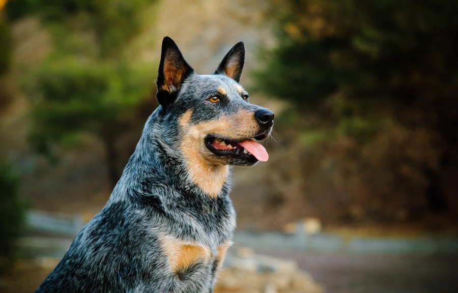 なぜ『犬の寿命』は犬種ごとで違うの？