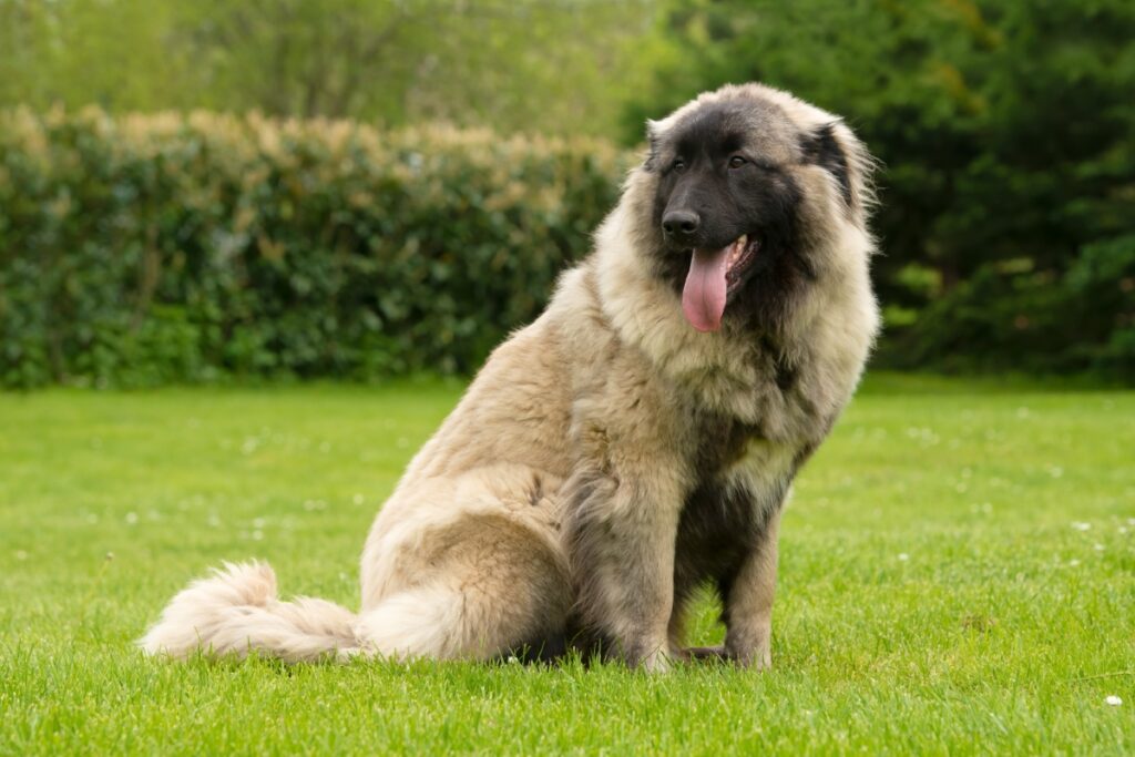 【獣医師監修】エストレラ・マウンテン・ドッグってどんな犬種？特徴と性格や飼い方・価格相場まで解説