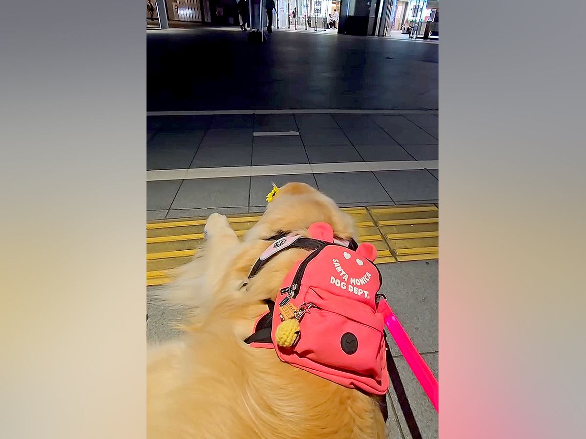 夏休み、普段は離れて暮らしているお姉ちゃんが帰省→駅で待っていた大型犬が…あまりにも尊い『家族愛にあふれた光景』が2万9000再生の反響