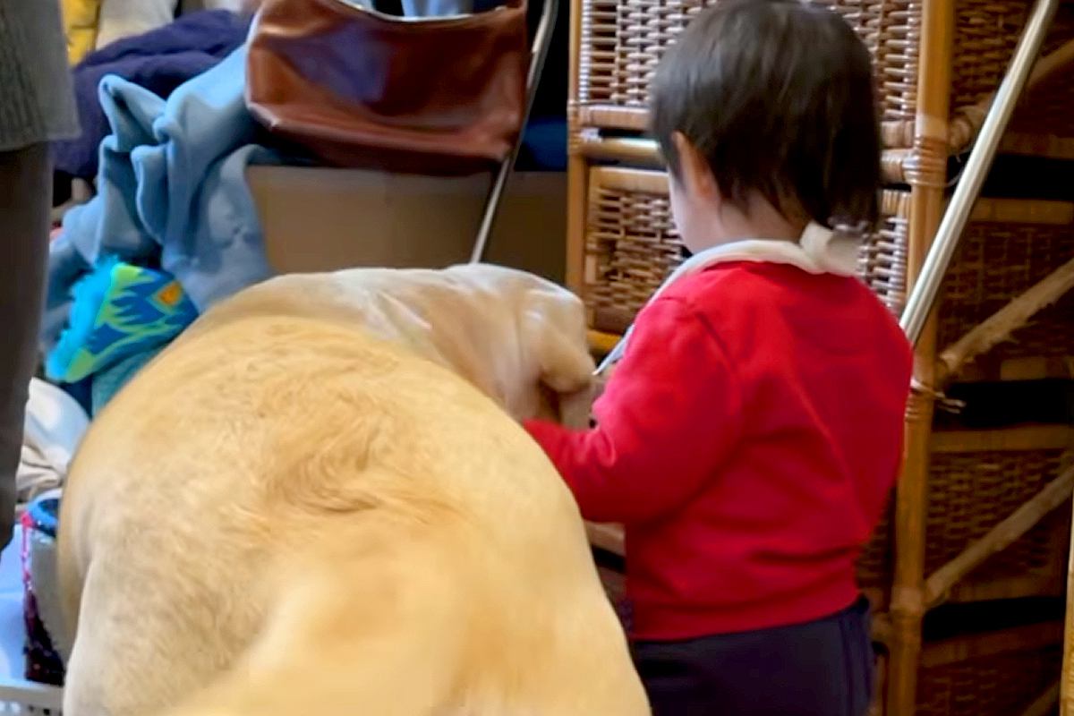 洗濯物を干していたら、構ってほしくてイタズラをする1歳の女の子と大型犬→全く家事が捗らない光景が19万再生「可愛すぎる」「幸せな時間」