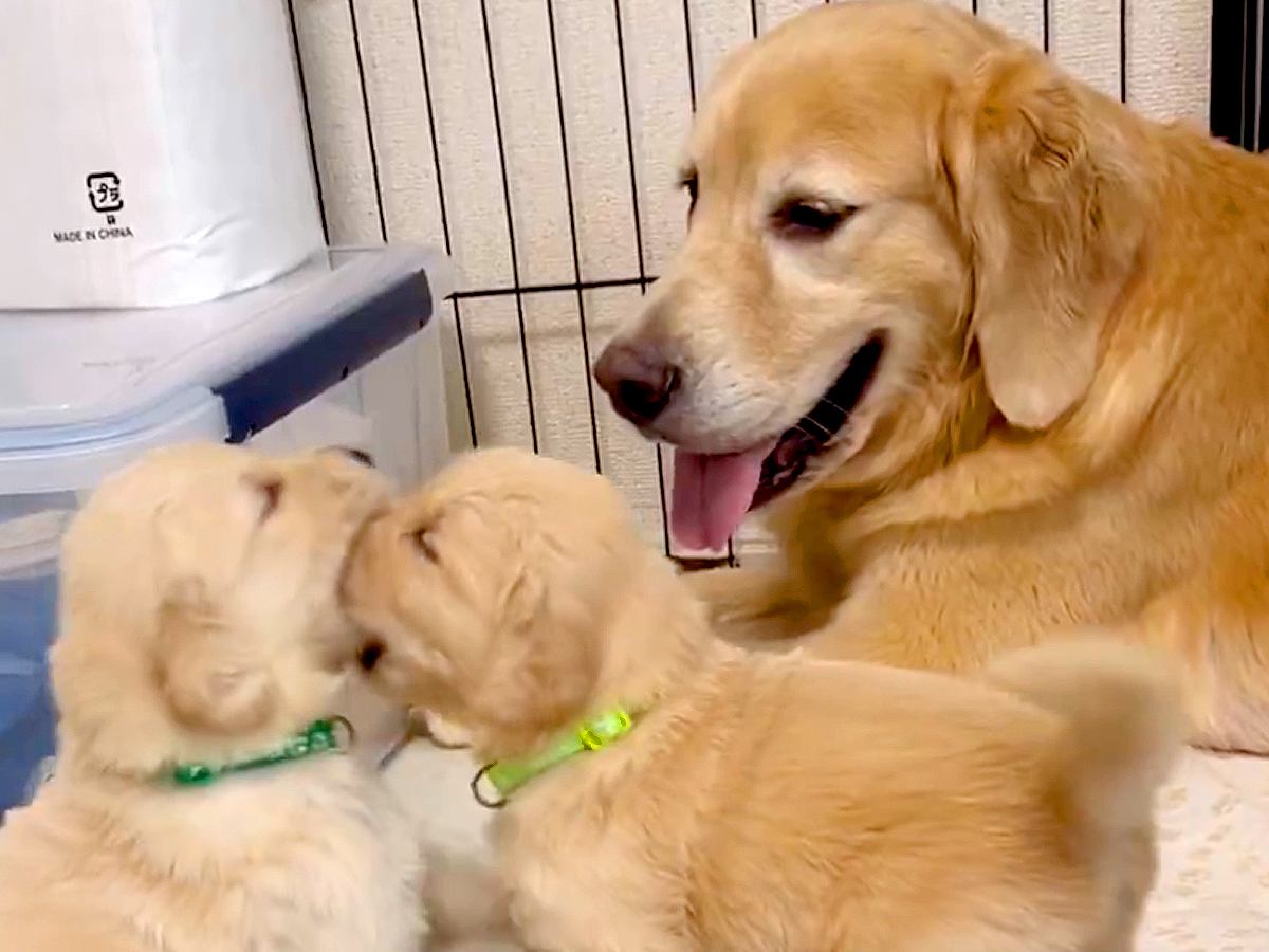 ぬいぐるみのような赤ちゃん犬がじゃれ合っていたら、お母さん犬が…優しい世界すぎる『尊い光景』に2万7000いいね「癒やされた」「幸せそう」