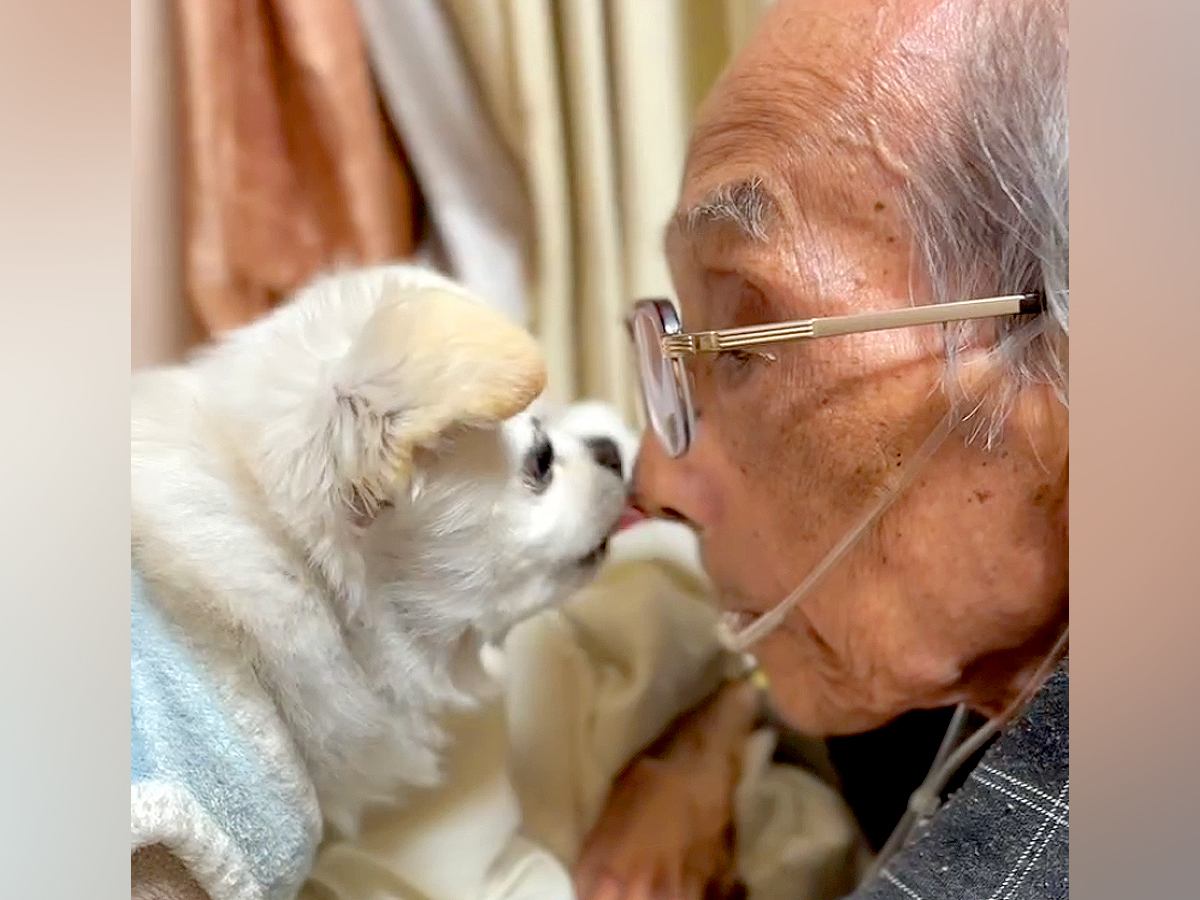 95歳で亡くなったおじいちゃん→いつも犬の名前を優しく呼んでいて…涙無しには見られない『愛に溢れた光景』が123万再生「泣いた」「素敵」