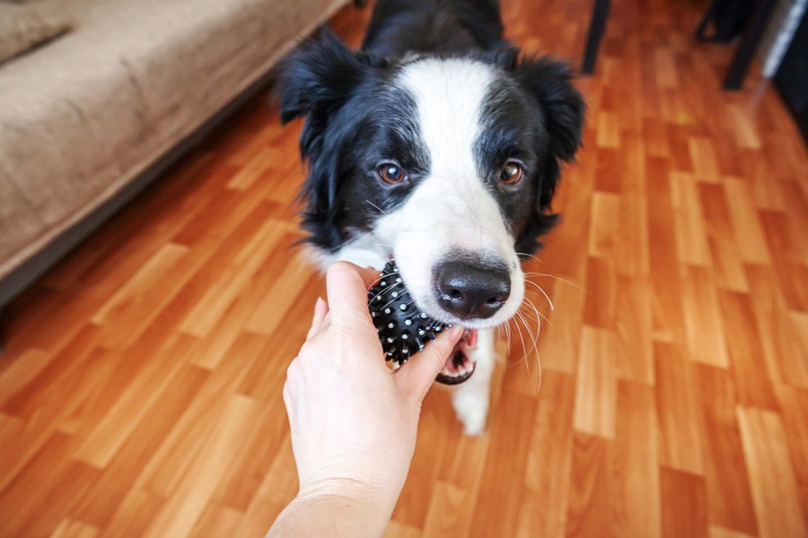 犬のニーズに応えて世話をすることは飼い主の幸福感を高めるという研究結果