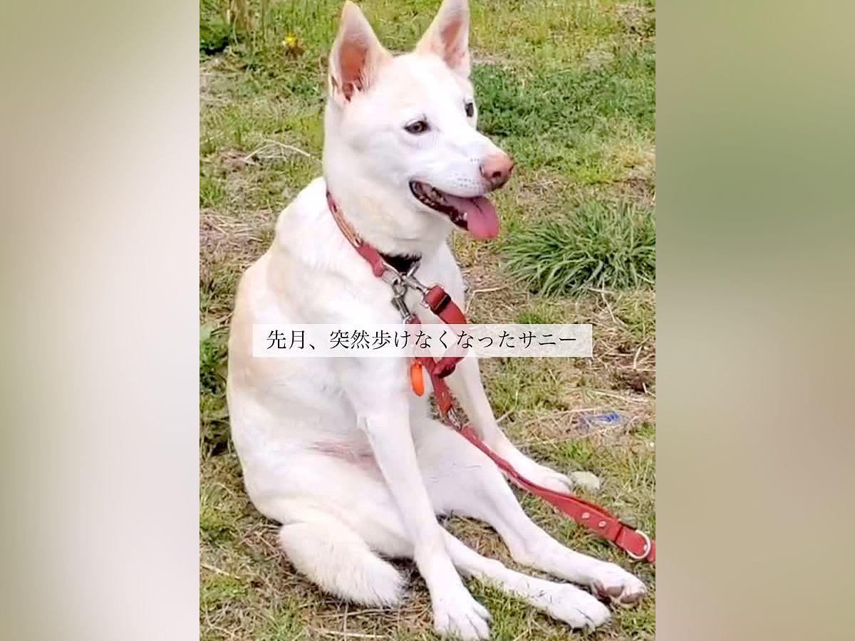 突然歩けなくなり、散歩すら行けなくなった犬に『車いす』を与えてみた結果…『尊い表情』に思わず涙「笑顔が…」「嬉しそうな顔」と感動の声