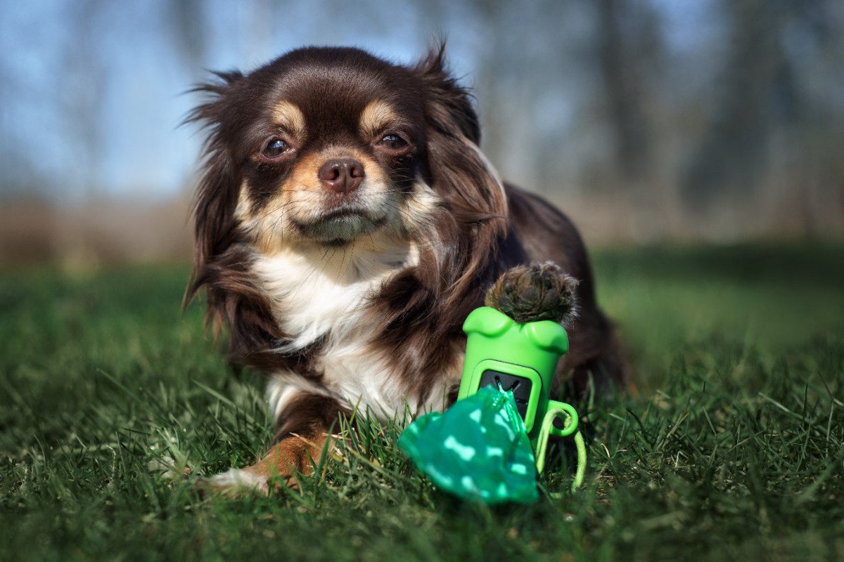 犬のウンチを放置…なぜ減らない？4つの理由と見つけた時の対応