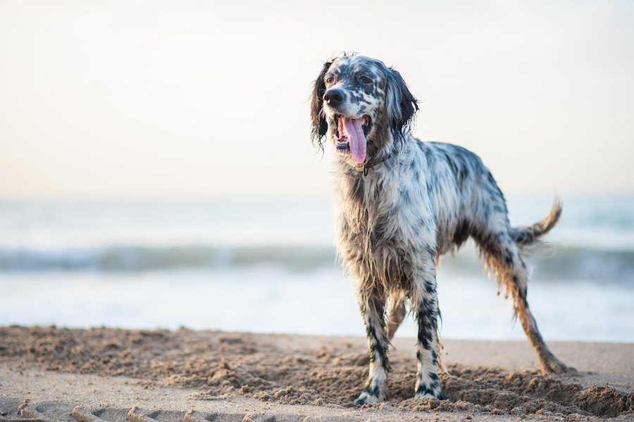 水や泳ぎが得意な犬種３選！主なルーツや飼う時の注意点