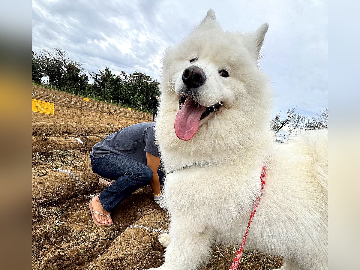 芋掘りで『大型犬が手伝ってくれる』と思いきや…1ミリも掘らずに見せた『衝撃の光景』に1万いいね「味見のお手伝い」「たまらんｗ」と爆笑