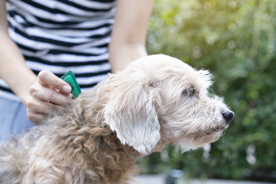 犬のフィラリア症とは？症状・感染経路・治療・予防方法を詳しく解説