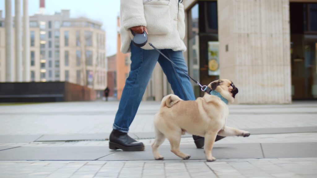 パグの散歩はどのくらい必要？時間・回数・距離の目安や注意点を解説【獣医師監修】