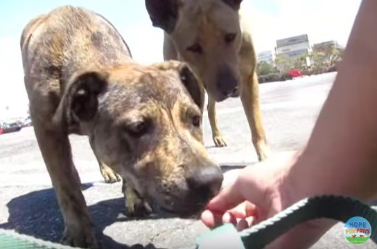 危険な駐車場に居ついた母子犬。Tシャツを真っ黒にして必死の保護活動！