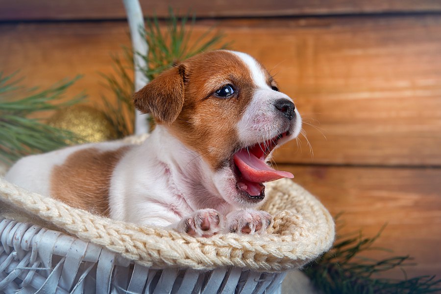 犬が快適に過ごせる『温度』は何度なの？温度を保つためにやるべき対策まで