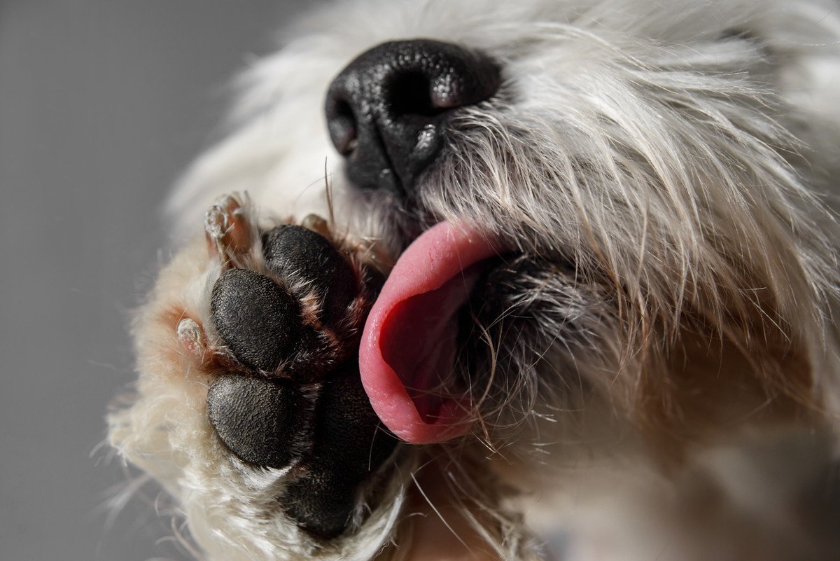 犬が肉球を舐めてしまう…4つの原因とは？悪化すると危険？正しい対処法は？