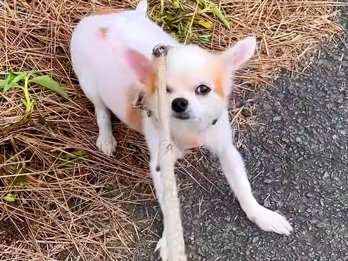 犬の飼い主が末期がんに…誰も望んでいない『悲しすぎるお別れ』と『現在の姿』に涙が止まらない「見てるのが辛い」「残りの犬生は幸せに」