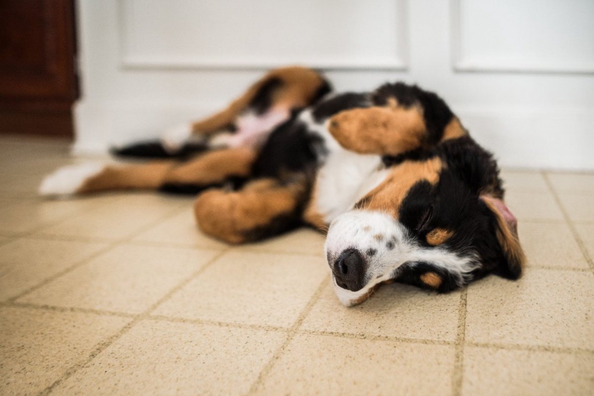 寝ている犬がよく見せる『不思議な行動』４つ　夢を見ていることもあるの？微笑ましいその理由や心理とは？