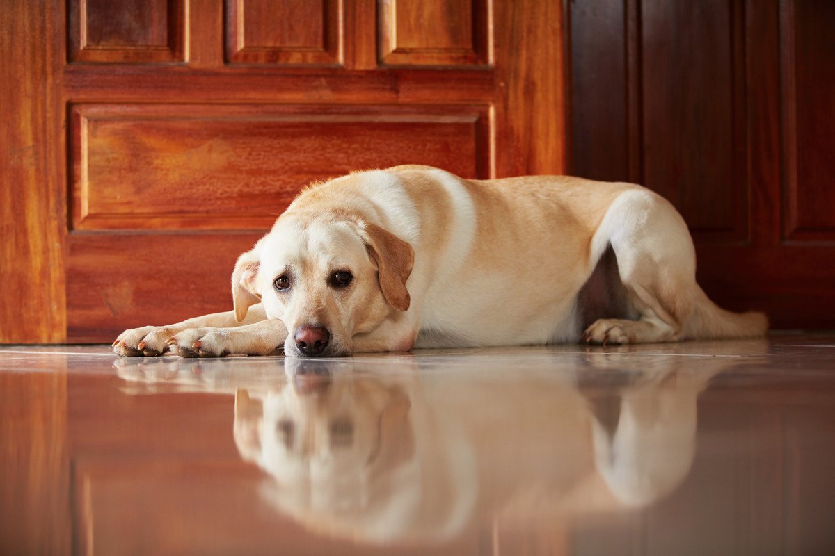 犬が飼い主の外出時に「悲しい」と伝えている行動6つ！早く帰ってたくさん愛情を注いであげて♡