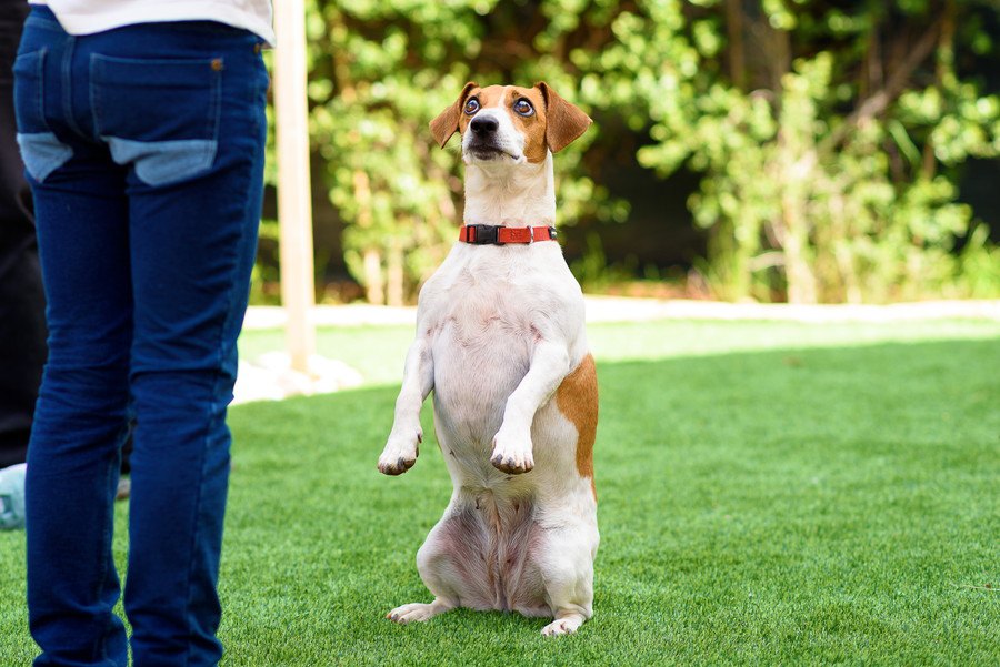 た、立った！犬が後ろ足で立つときの気持ちとは？